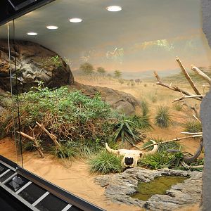 Biotope reptile terrarium