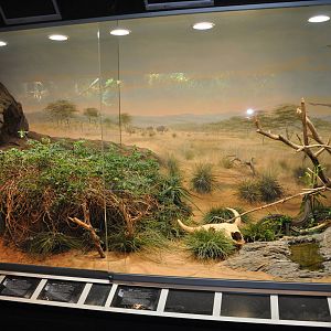 Biotope reptile terrarium