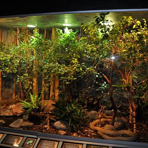 Biotope reptile terrarium