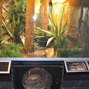 Biotope reptile terrarium