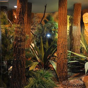 Biotope reptile terrarium