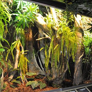 Biotope reptile terrarium