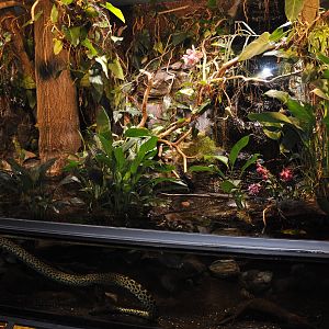 Biotope reptile terrarium