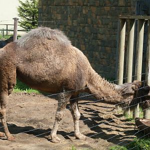 Female dromedary