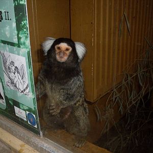 Common marmoset