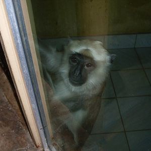 Northern plains grey langur