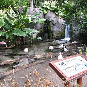 Oasis - Roseate Spoonbill, African Spoonbill, and Black Swan Exhibit