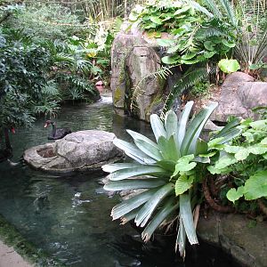Oasis - Roseate Spoonbill, African Spoonbill, and Black Swan Exhibit