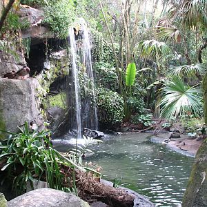 Oasis - Black-necked Swan, Rosybill Pochard, and Chiloe Wigeon Exhibit