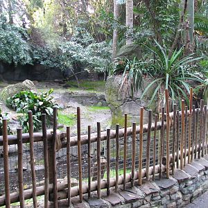 Oasis - Babirusa Exhibit