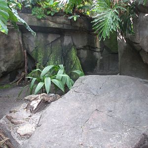 Oasis - Rhinoceros Iguana Exhibit