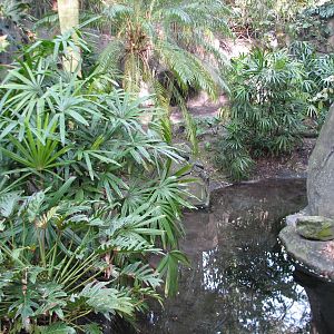 Oasis - Reeves Muntjac Exhibit