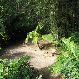 Oasis - Patagonian Cavy Exhibit