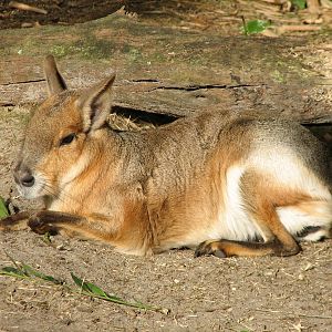 Oasis - Patagonian Cavy