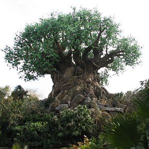 Discovery Island - Tree Of Life
