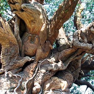 Discovery Island - Tree Of Life