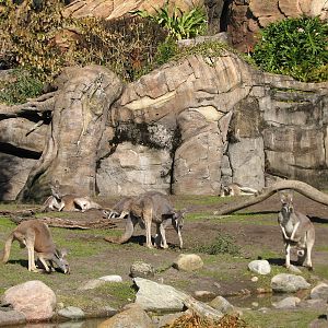 Discovery Island - Red Kangaroo and West African Crowned Crane Exhibit