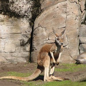 Discovery Island - Red Kangaroo