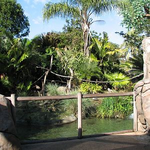 Discovery Island - Collared Lemur, Ring-tailed Lemur, and Coscoran Swan Exh