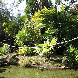 Discovery Island - Collared Lemur, Ring-tailed Lemur, and Coscoran Swan Exh