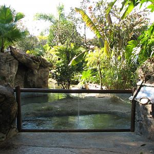 Discovery Island - Collared Lemur, Ring-tailed Lemur, and Coscoran Swan Exh