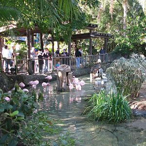 Discovery Island - Lesser Flamingo Exhibit