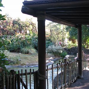 Discovery Island - Lesser Flamingo Exhibit
