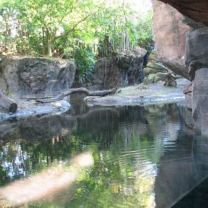 Discovery Island - Asian Small-clawed Otter Exhibit