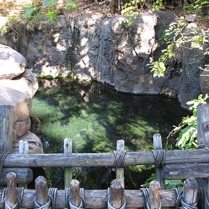 Discovery Island - Paroon Shark-Catfish Exhibit