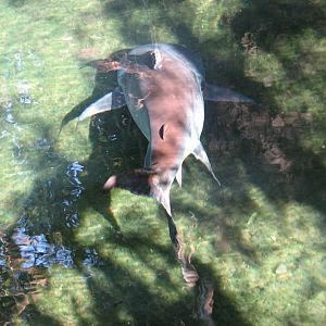 Discovery Island - Paroon Shark-Catfish