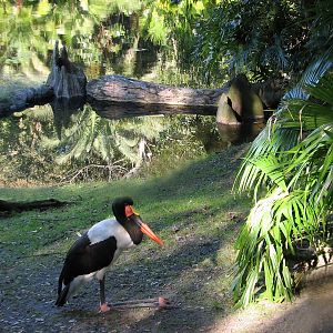 Discovery Island - Saddle-Billed Stork Exhibit