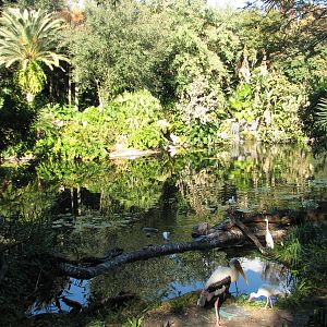Discovery Island - Painted Stork Exhibit