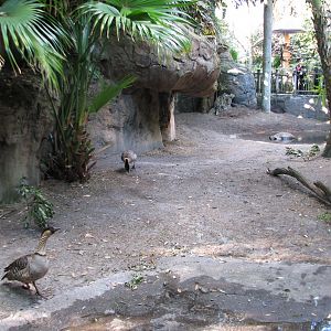 Discovery Island - Gapapagos Tortoise and Nene Goose Exhibit