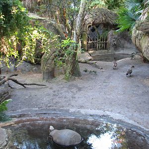 Discovery Island - Gapapagos Tortoise and Nene Goose Exhibit