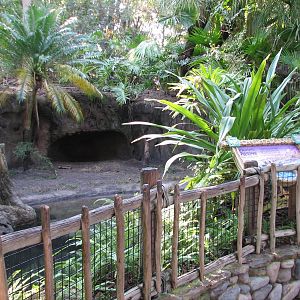 Discovery Island - African Crested Porcupine Exhibit