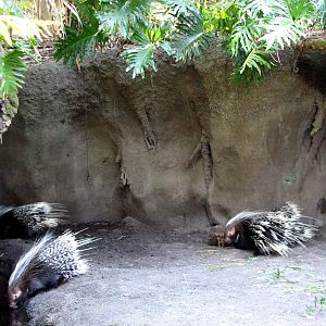 Discovery Island - African Crested Porcupine Exhibit