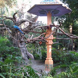 Discovery Island - Blue and Yellow Macaw Exhibit