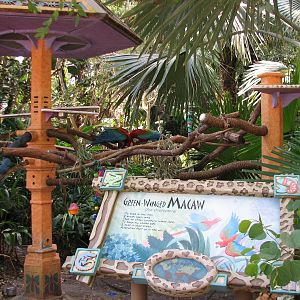 Discovery Island - Green-winged Macaw Exhibit