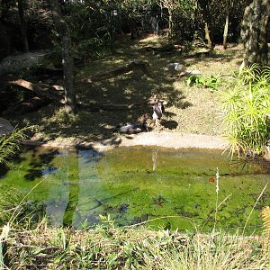 DinoLand U.S.A. - Asian Brown Tortoise and Abdims Stork Exhibit