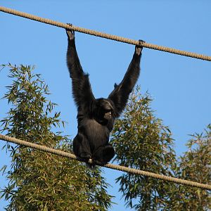 Asia - Siamang Exhibit