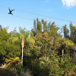 Asia - Siamang Exhibit