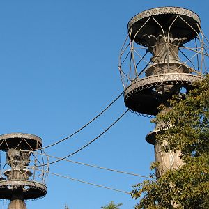 Asia - Siamang Exhibit