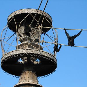 Asia - Siamang Exhibit
