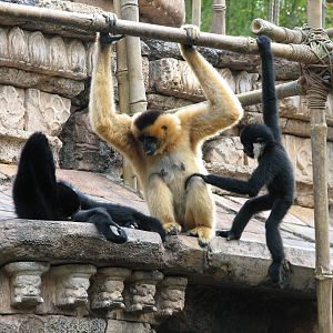 Asia - White-cheeked Gibbon Exhibit