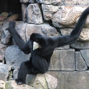 Asia - White-cheeked Gibbon Exhibit