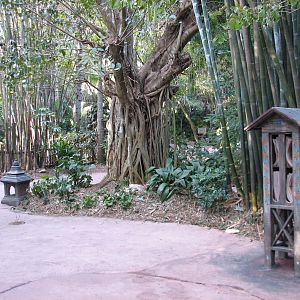 Maharajah Jungle Trek - Path