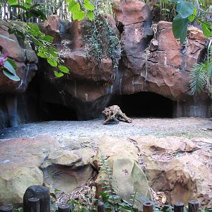 Maharajah Jungle Trek - Komodo Dragon Exhibit