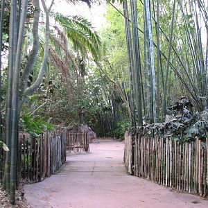Maharajah Jungle Trek - Path