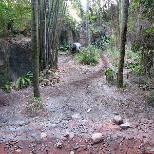 Maharajah Jungle Trek - Malayan Tapir Exhibit