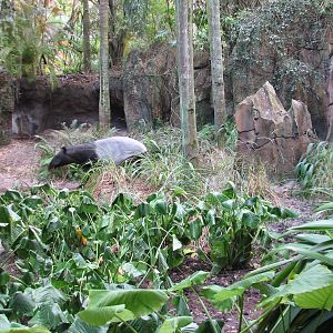 Maharajah Jungle Trek - Malayan Tapir Exhibit